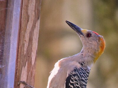 Woodpecker up close wildlife photo