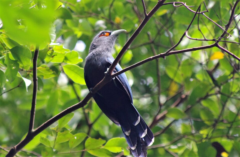 Tree wildlife outdoors