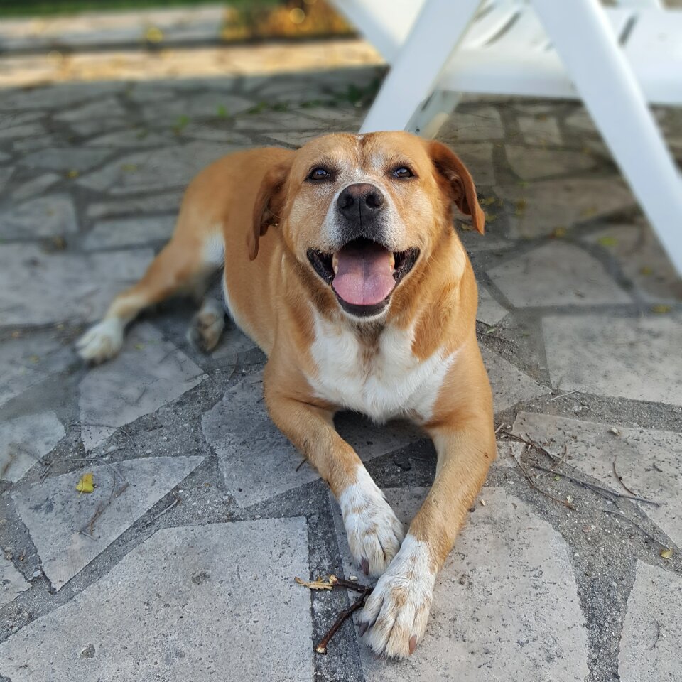 Retriever dog summer