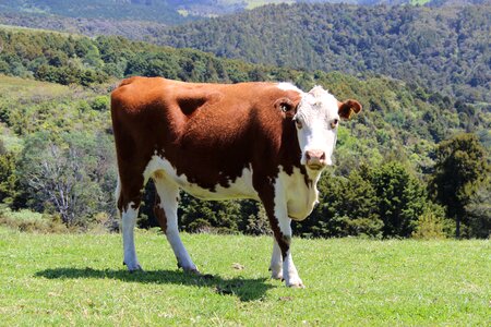 Mountains brown animal