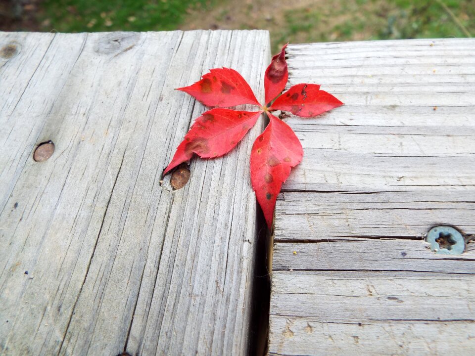 Desktop rustic leaf