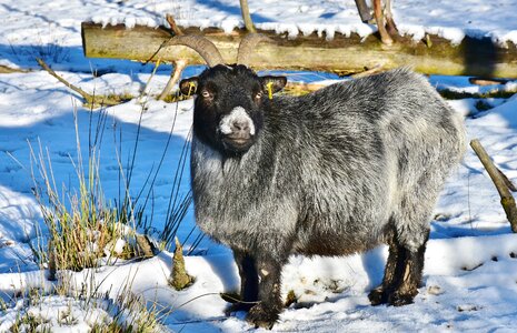 Horns livestock billy goat photo