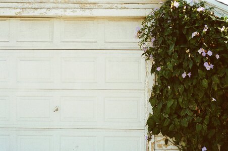Garage door white plant