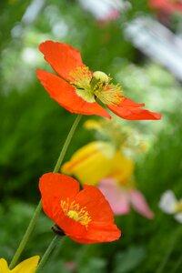 Summer outdoor fleur des champs