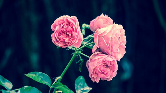 Pink roses vintage photo