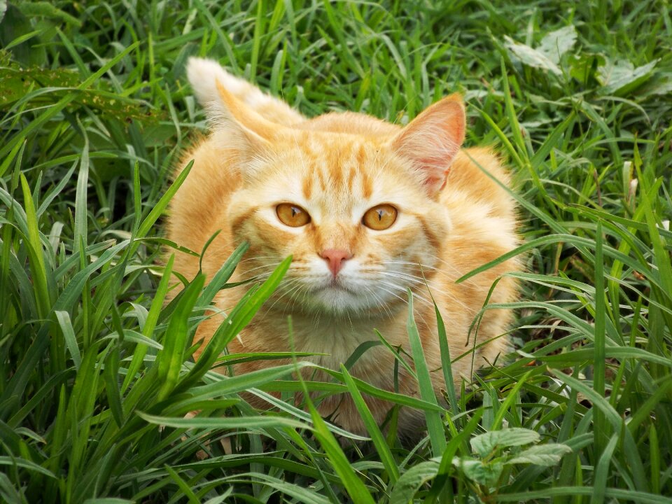 Pet feline look domestic animals