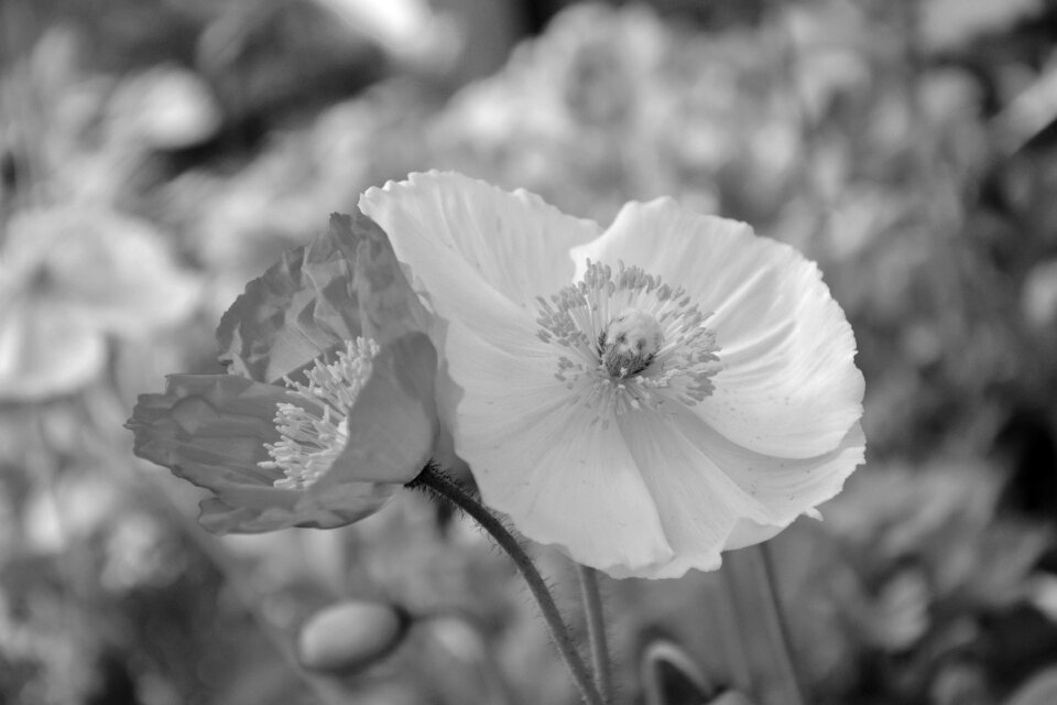 Nature plant decoration