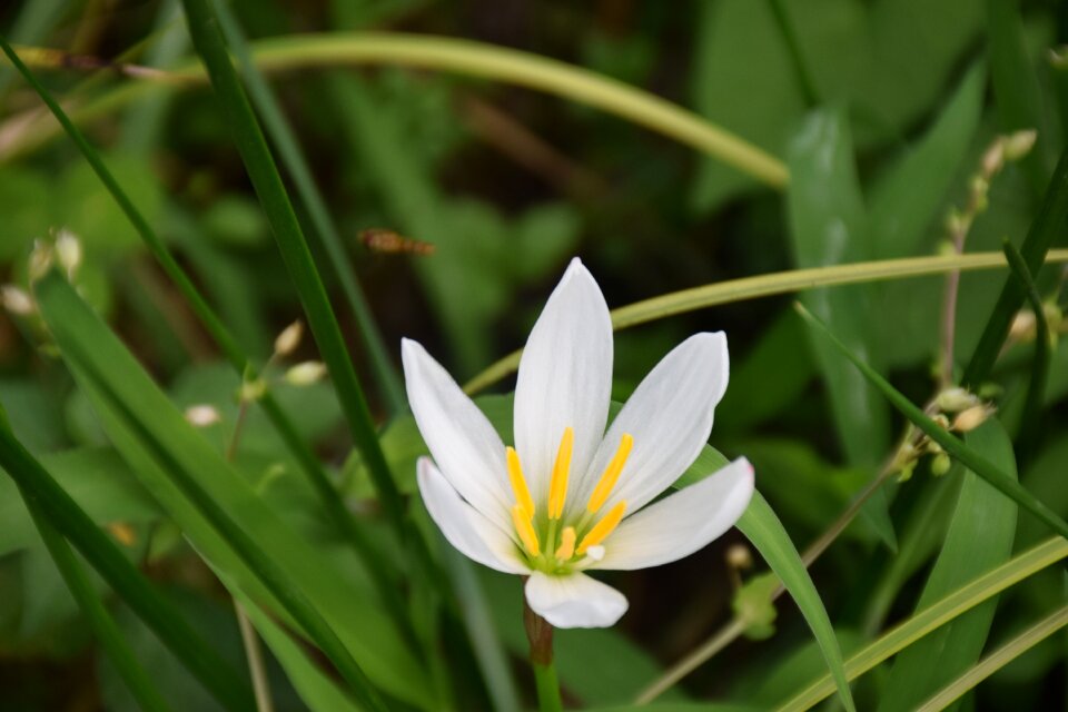 Flower green in full bloom