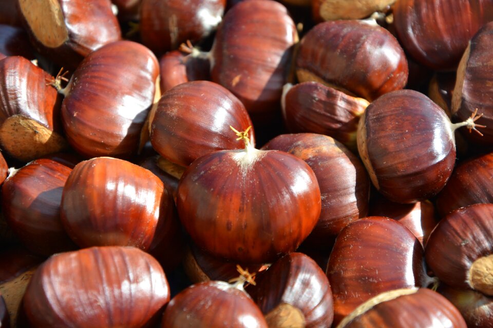 Nature tree fruit chestnut