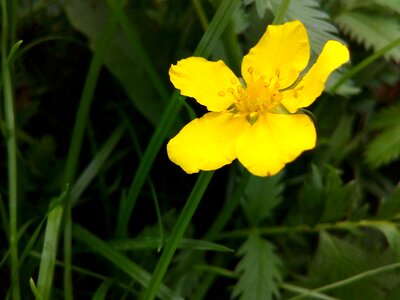 Closeup plant flowers