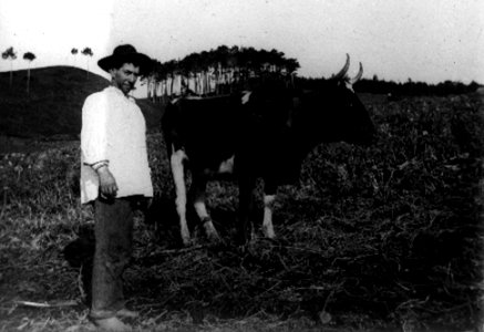 Cinco Picos, 8, ilha Terceira, Arquivo de Villa Maria, Angra do Heroísmo, ilha Terceira, Açores photo