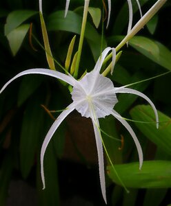 White flower natural