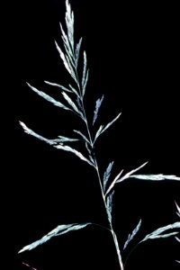 Cinna arundinacea NRCS-1