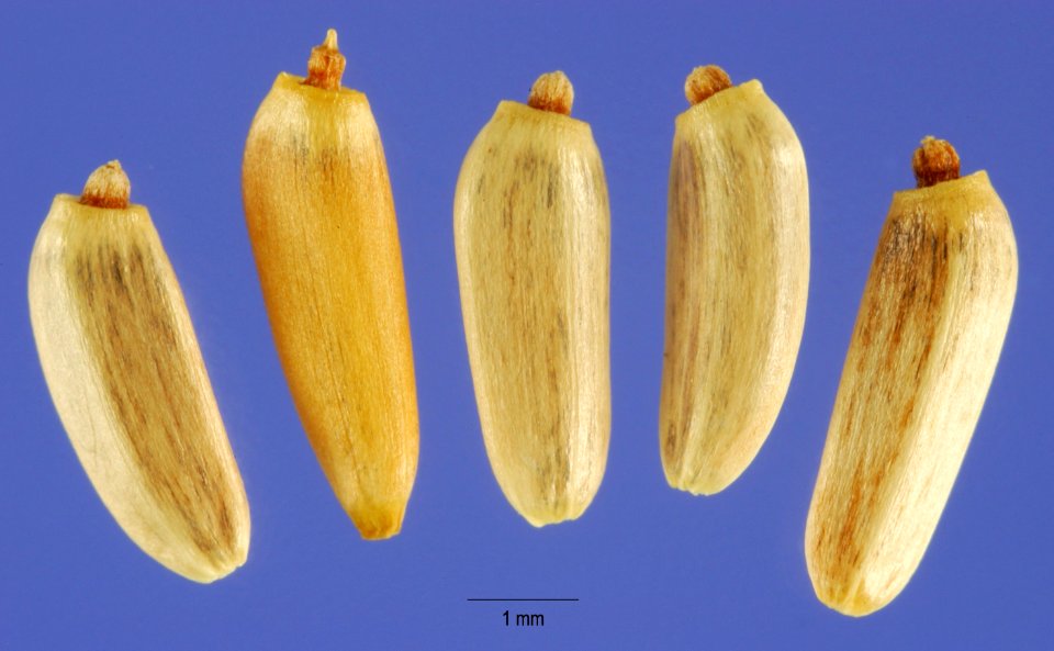 Cirsium vulgare-cips-1