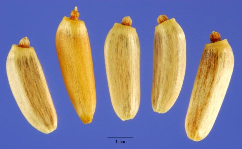 Cirsium vulgare-cips-1