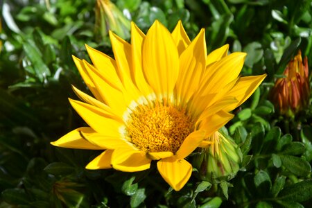 Flowering plant nature garden