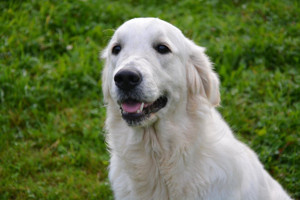 Domestic animal golden retriever cute