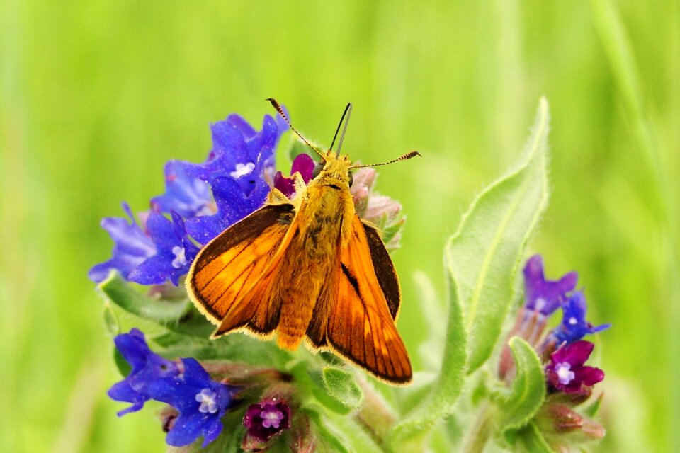 Summer at the court of butterfly day