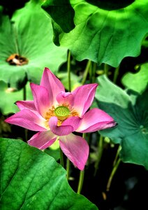 Summer greenery pond photo