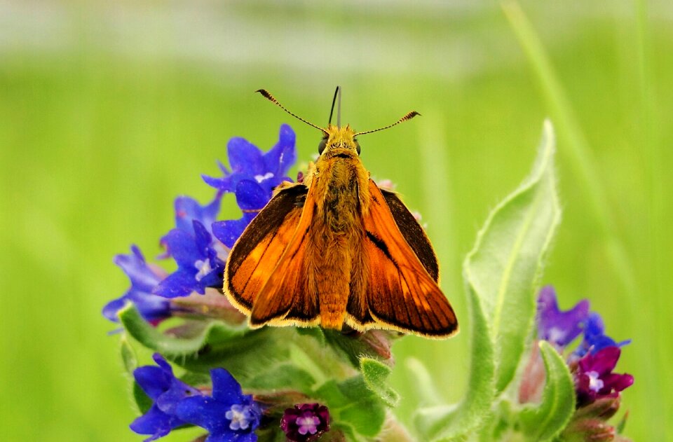 Plant at the court of butterfly day