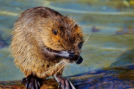 Species of rodent waters animal