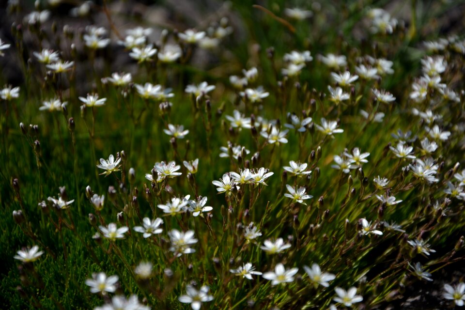 Spring flowers plant flowers