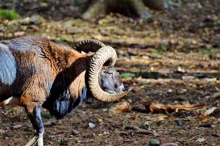 European mouflon ungulate horned