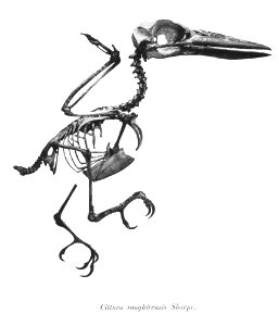 Cittura sanghirensis 26