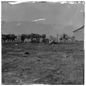 City Point, Virginia. Cattle for the Army of the Potomac LOC cwpb.01758