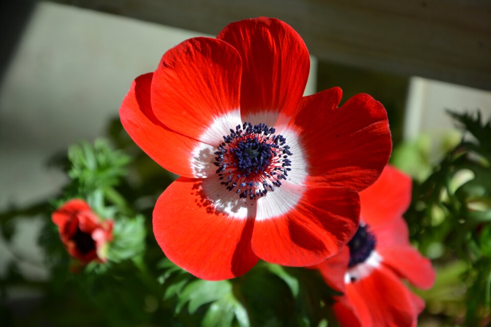 Garden nature red color