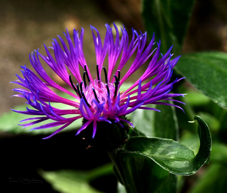 Blossom plant colorful