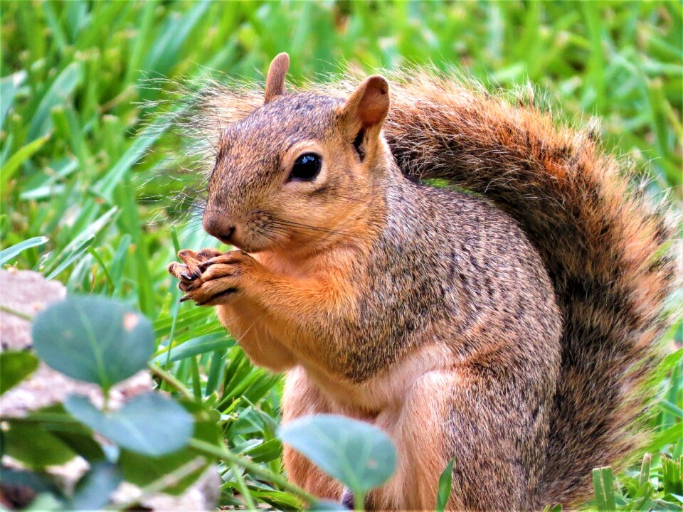 Brown gray wildlife