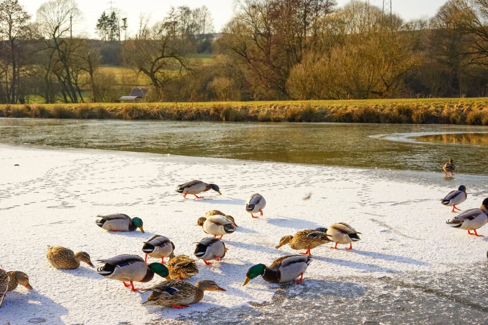 Poultry nature pond