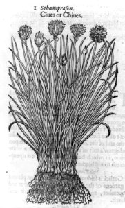 Ciues or chiues (chives) LCCN2005680896