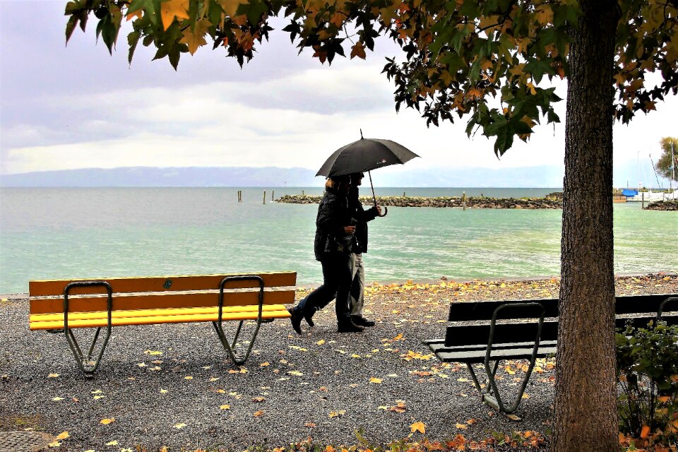 Yellow leaves para wind