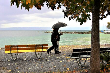 Yellow leaves para wind