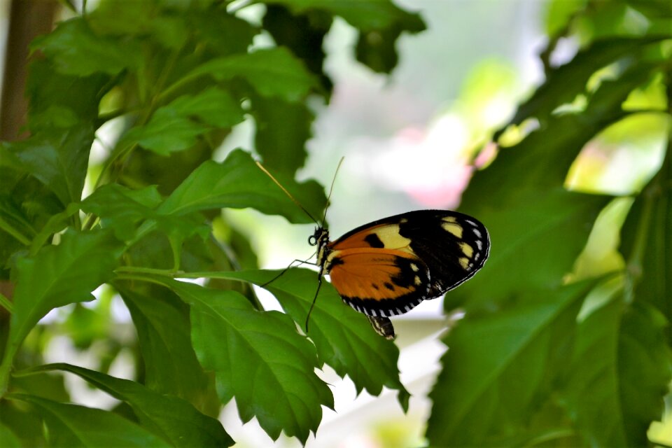 Monarch butterfly orange