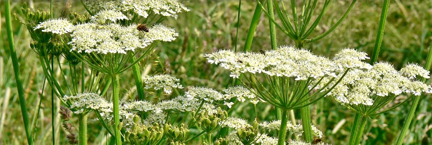 Flowers medicinal plant nature