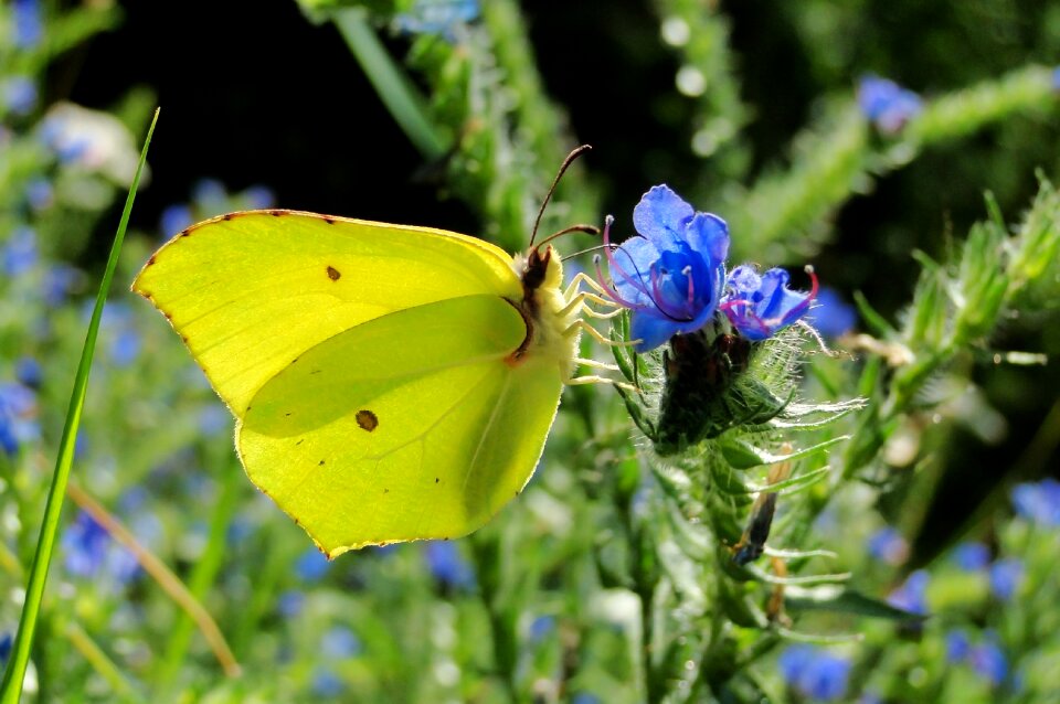 At the court of flower animals