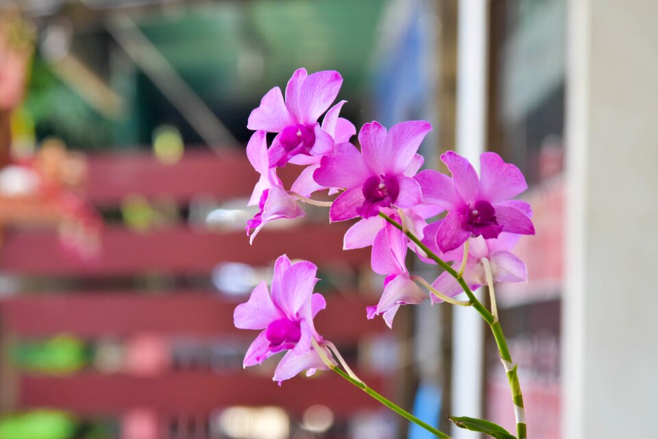 Orchid natural relax