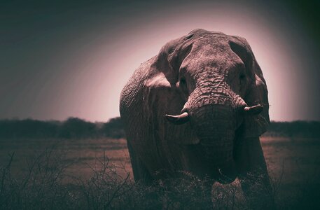 Elephant animal mammoth