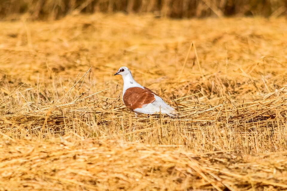 Nature bird wildlife photo