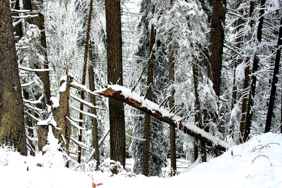 Pine the cold season scenery