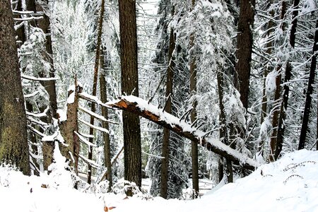 Pine the cold season scenery