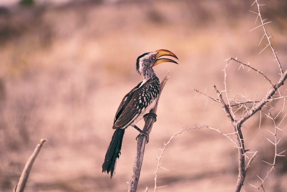 Bird animal outdoor