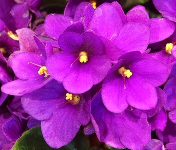 Flowers violet plant bloom