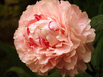 Plant pink bloom photo