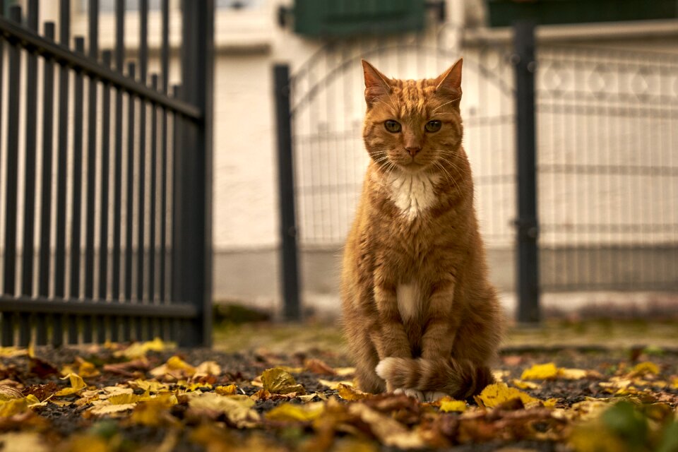 Hangover watched domestic cat cute