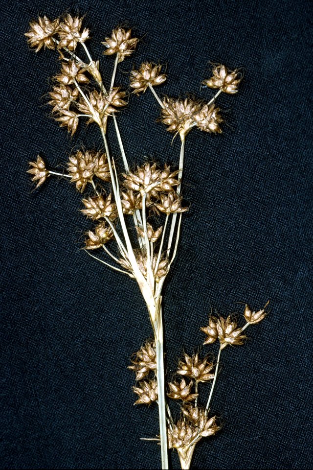 Cladium mariscoides NRCS-1