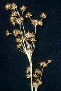 Cladium mariscoides NRCS-1